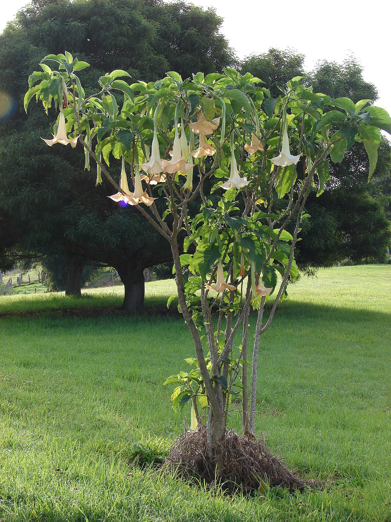 Brugmansia x candida pestovanie v nádobe s veľkými previsnutými kvetmi