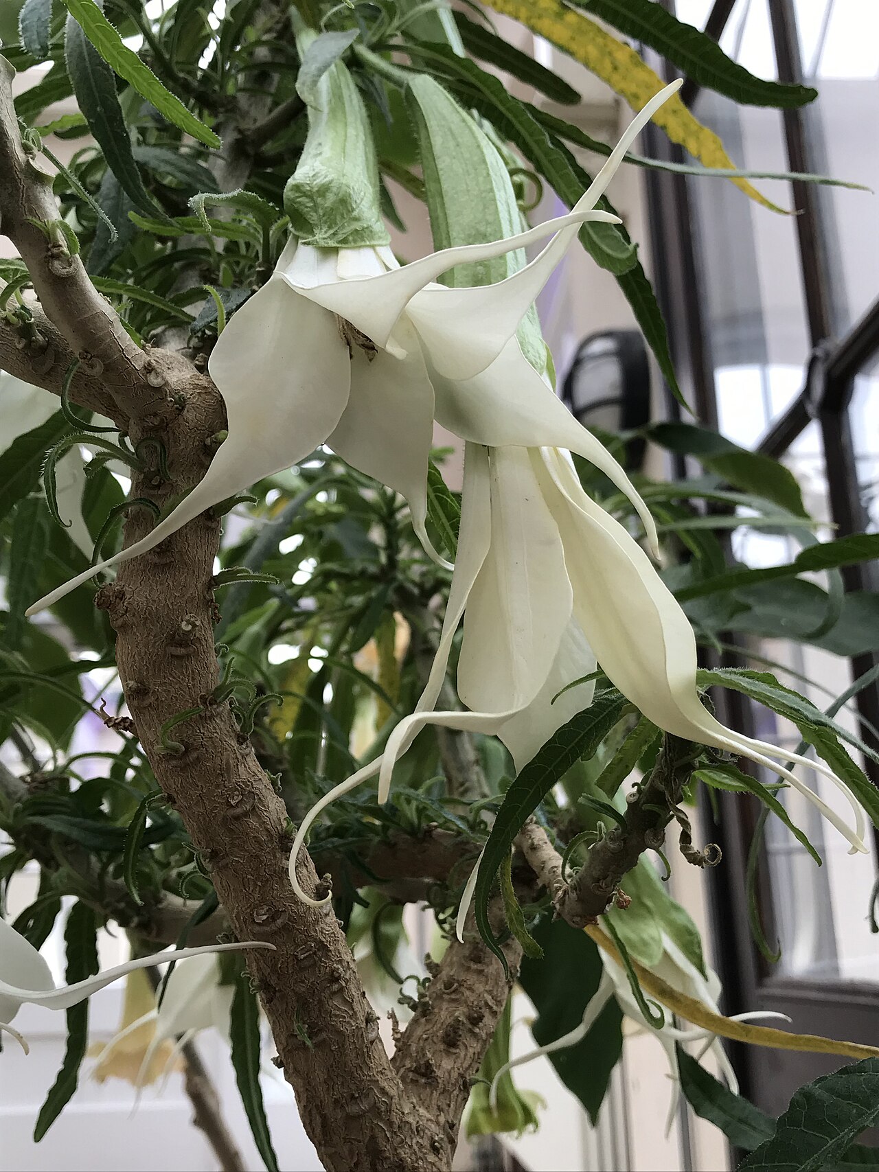 Detail kvetov rastliny Brugmansia x candida