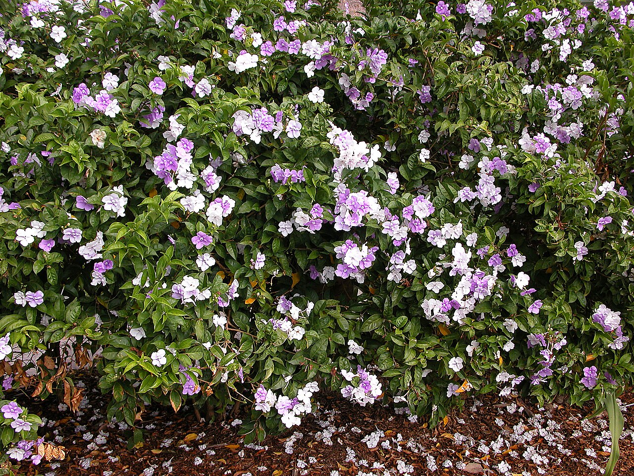 Brunfelsia pauciflora pestovanie v interiéri na svetlom mieste