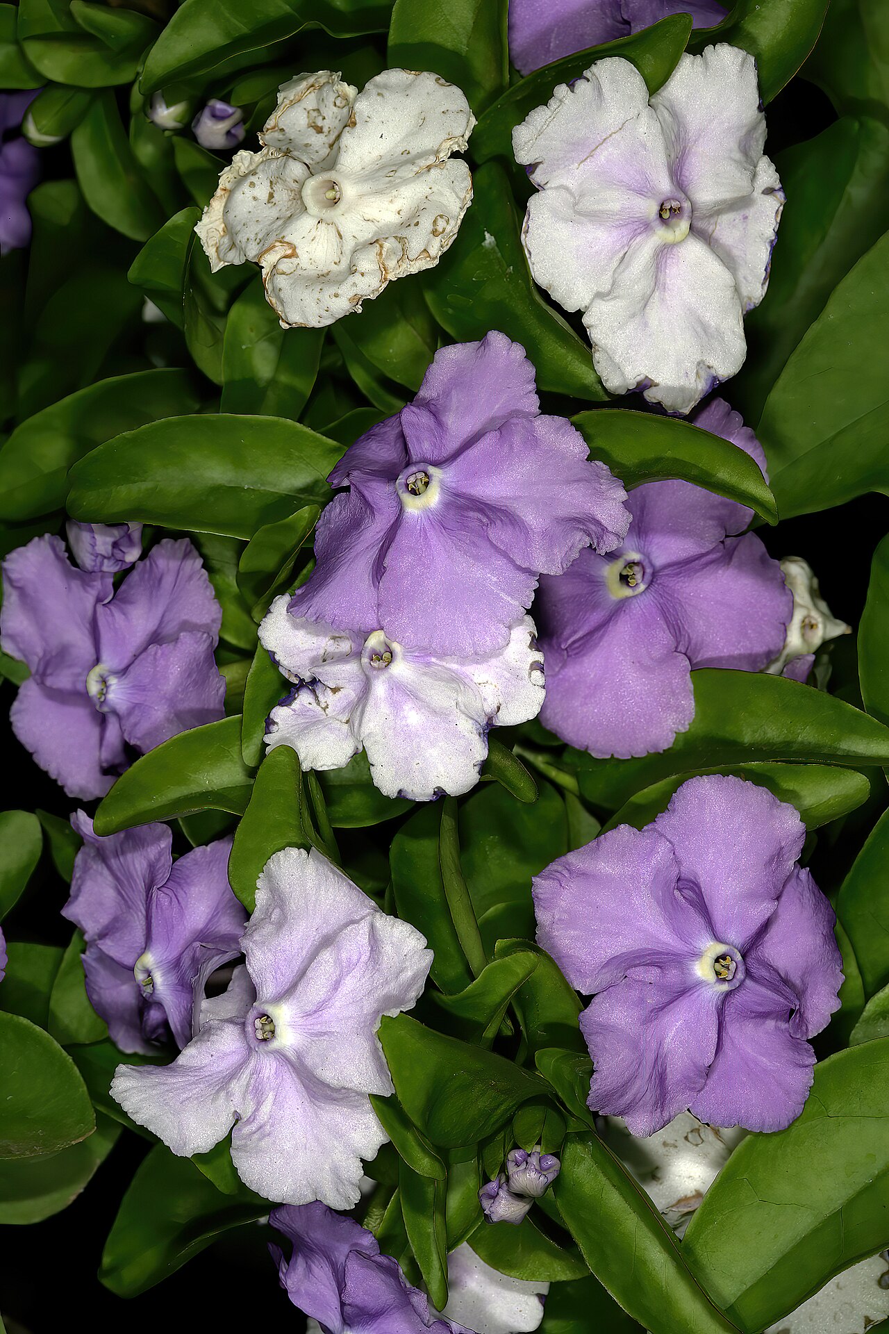 Kvety Brunfelsia pauciflora meniace farbu z fialovej na bielu