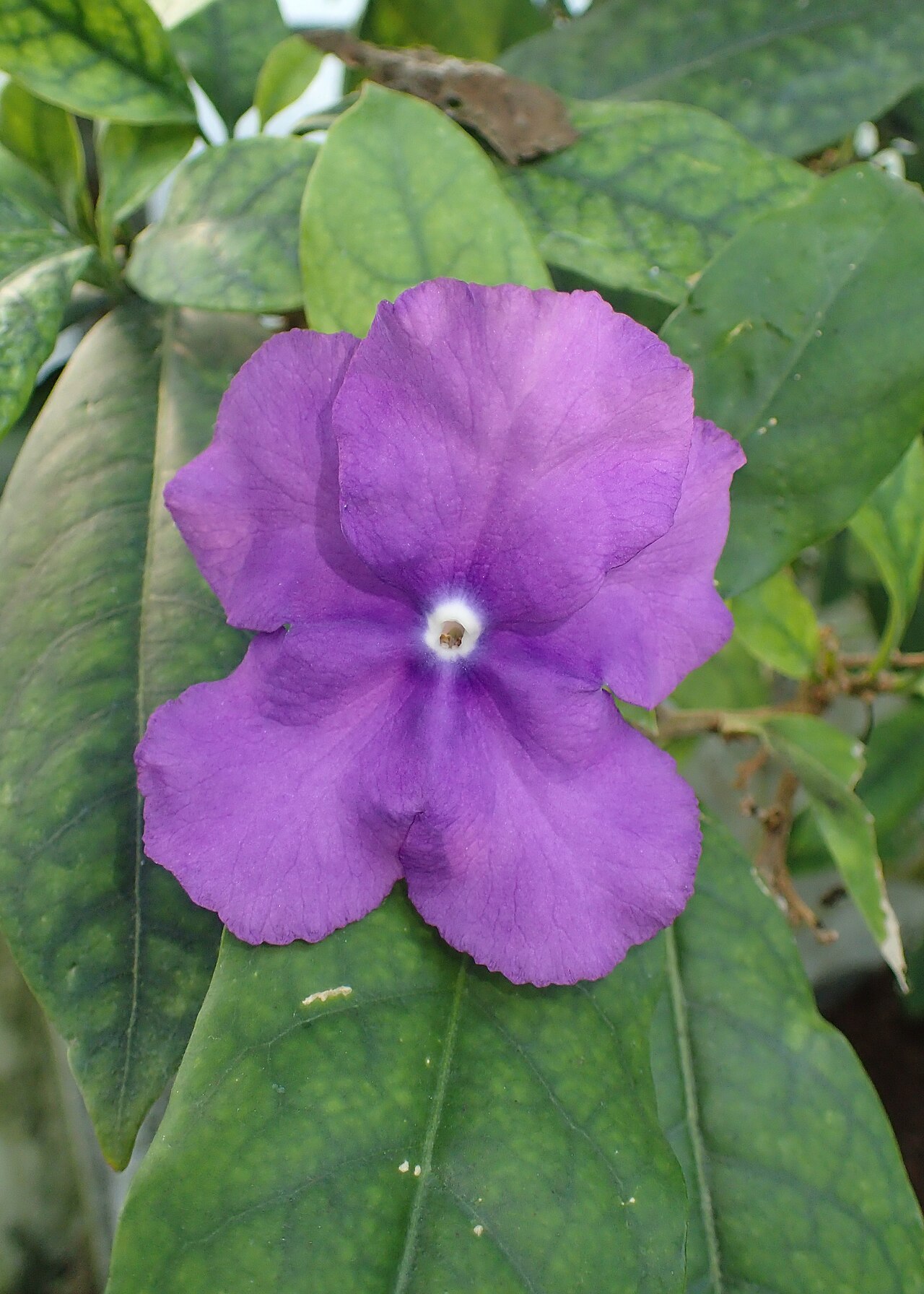 Detail tmavozelených listov rastliny Brunfelsia pauciflora