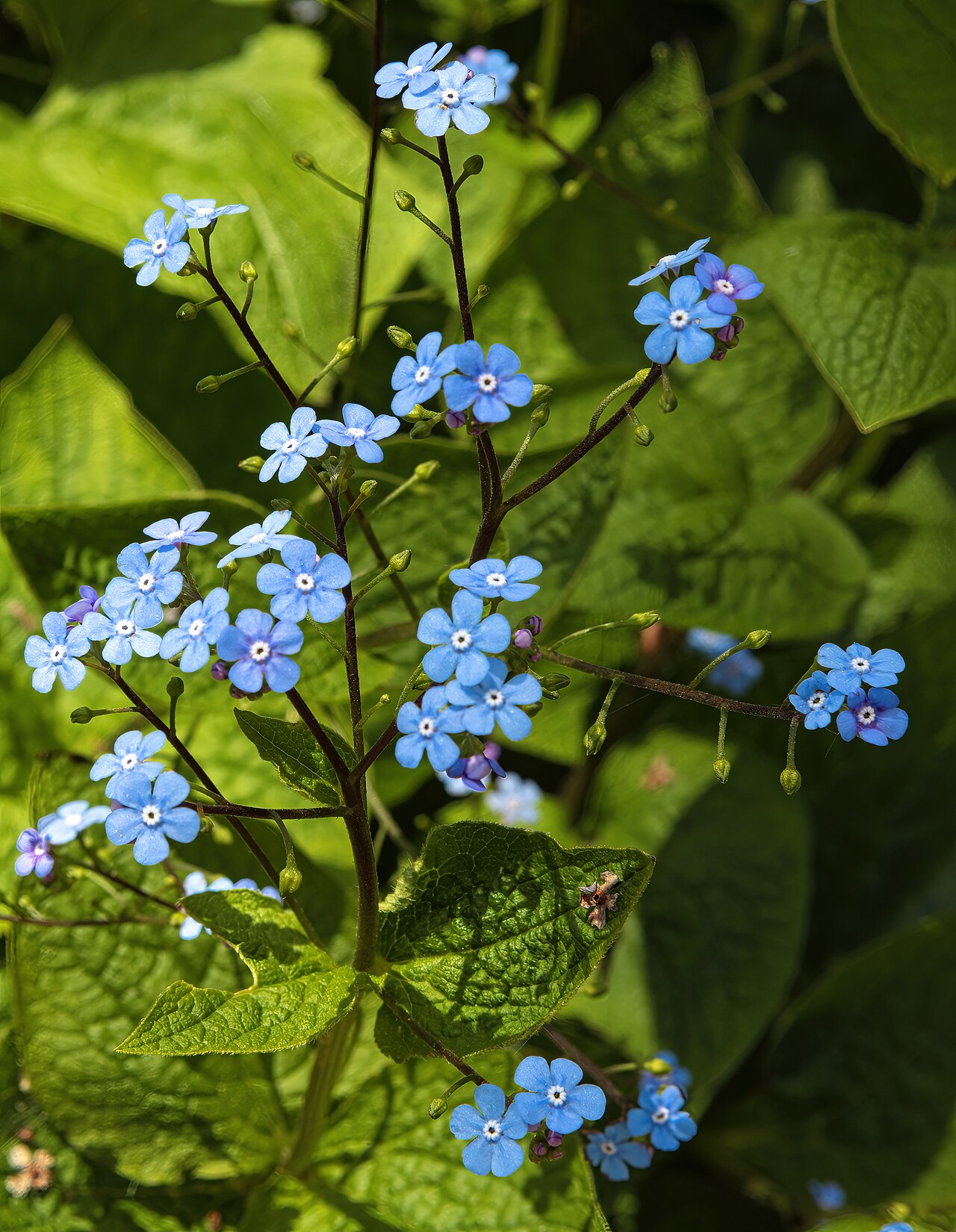 Starostlivosť o Brunnera macrophylla a jej jarné modré kvety