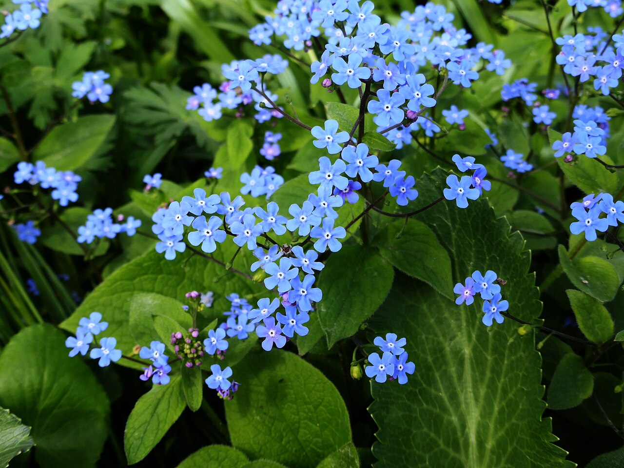 Brunnera macrophylla s veľkými srdcovitými listami