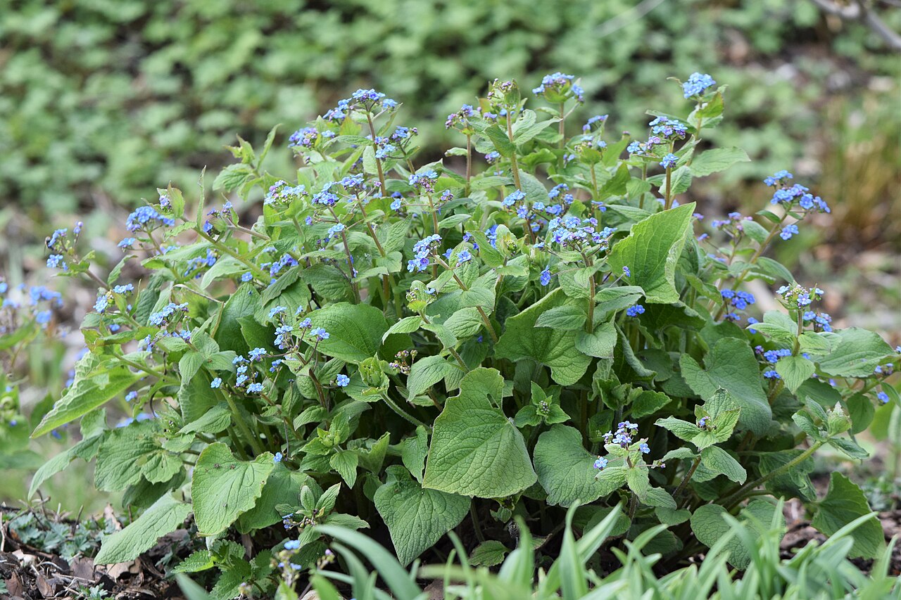 Detail listov Brunnera macrophylla s dekoratívnou kresbou