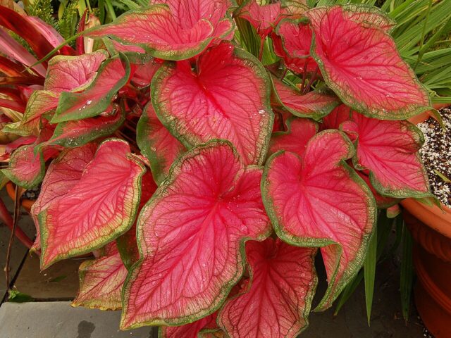 Starostlivosť o Caladium bicolor a jeho farebné listy