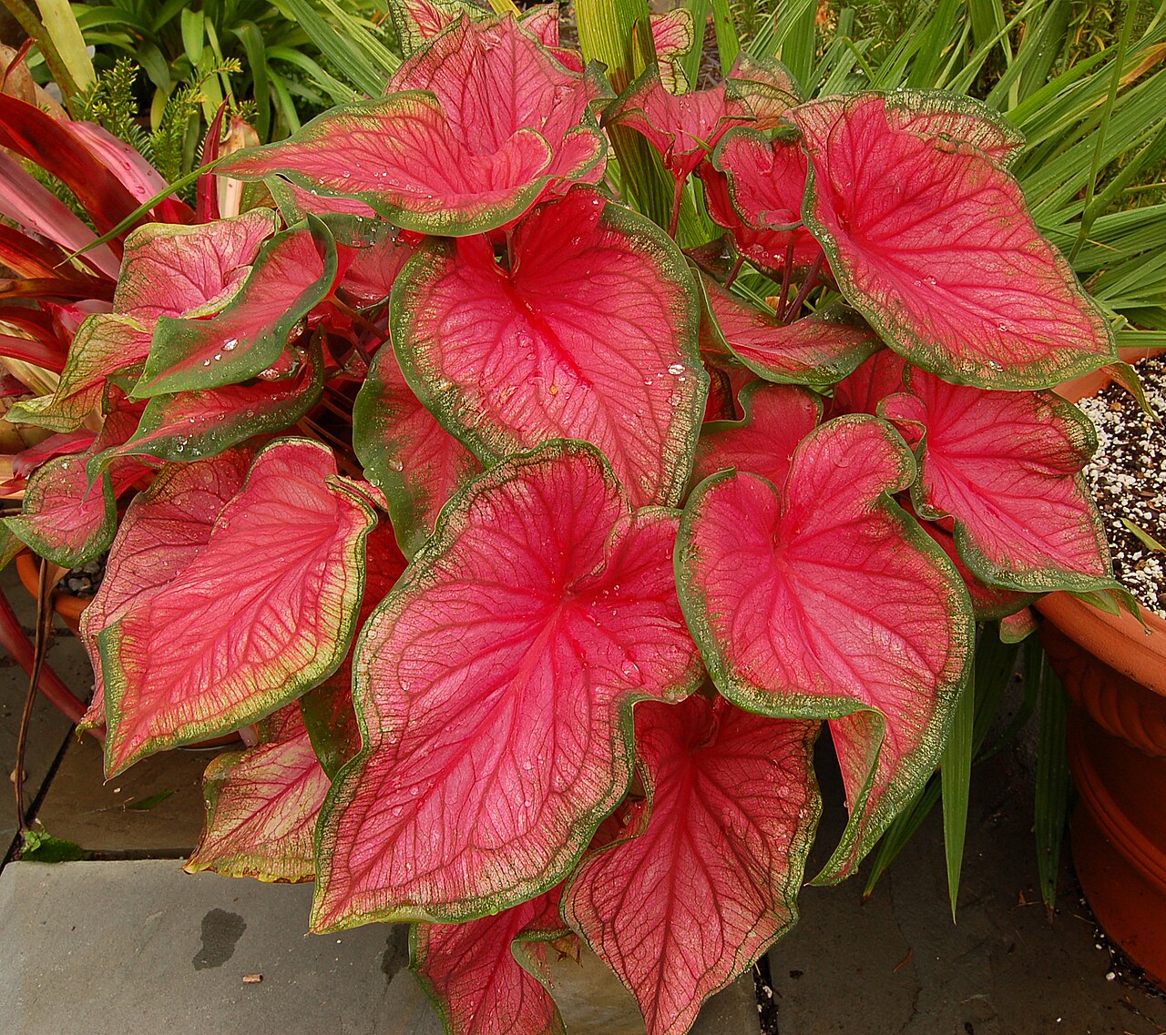 Starostlivosť o Caladium bicolor a jeho farebné listy