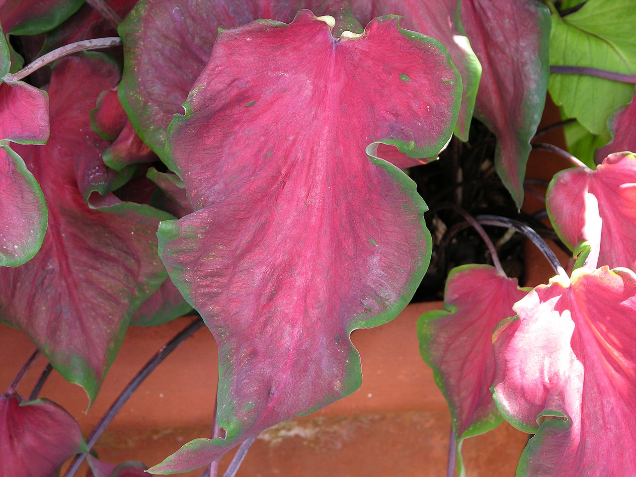 Caladium bicolor s výraznou kresbou listov v interiéri