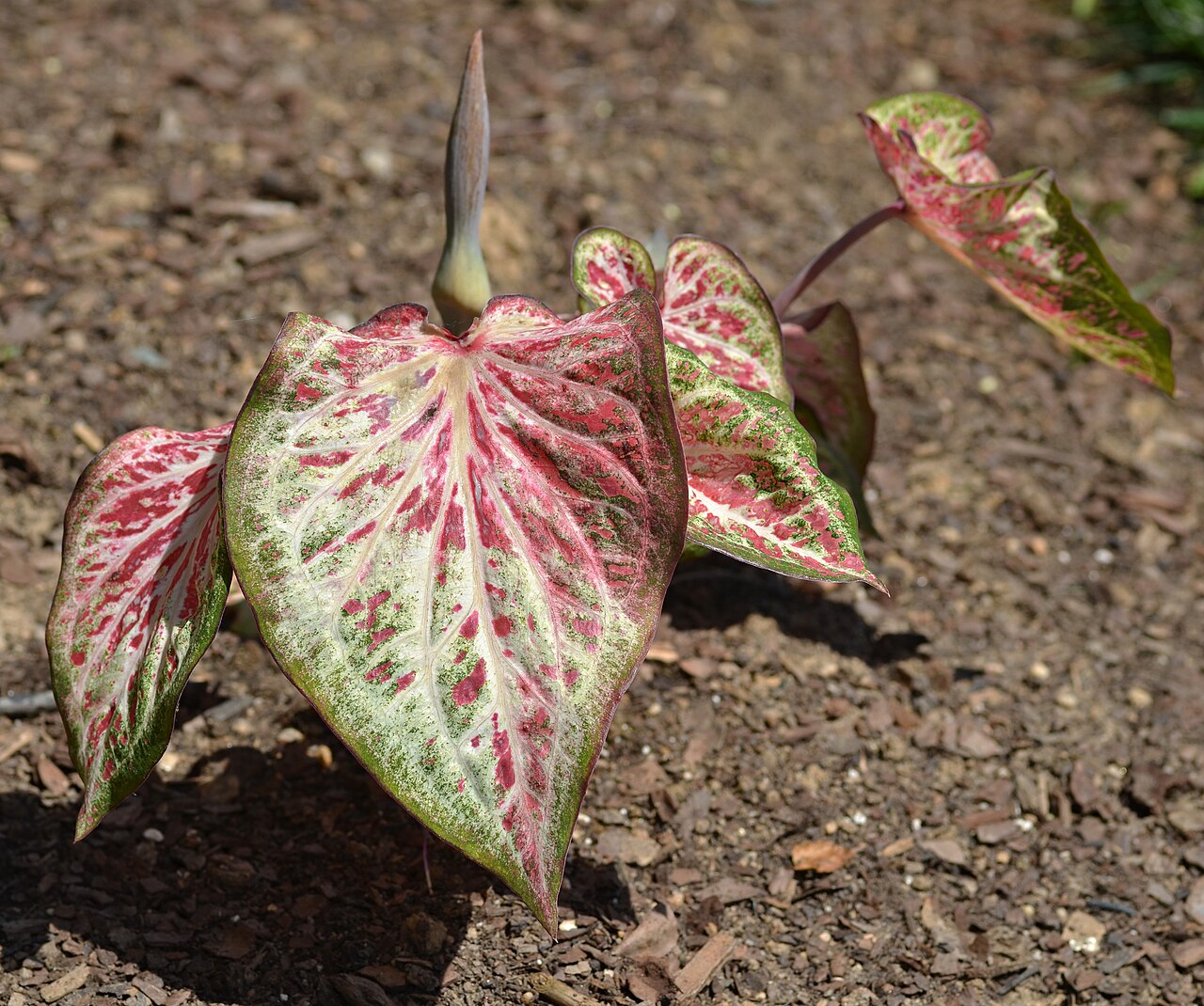 Detail listov rastliny Caladium bicolor