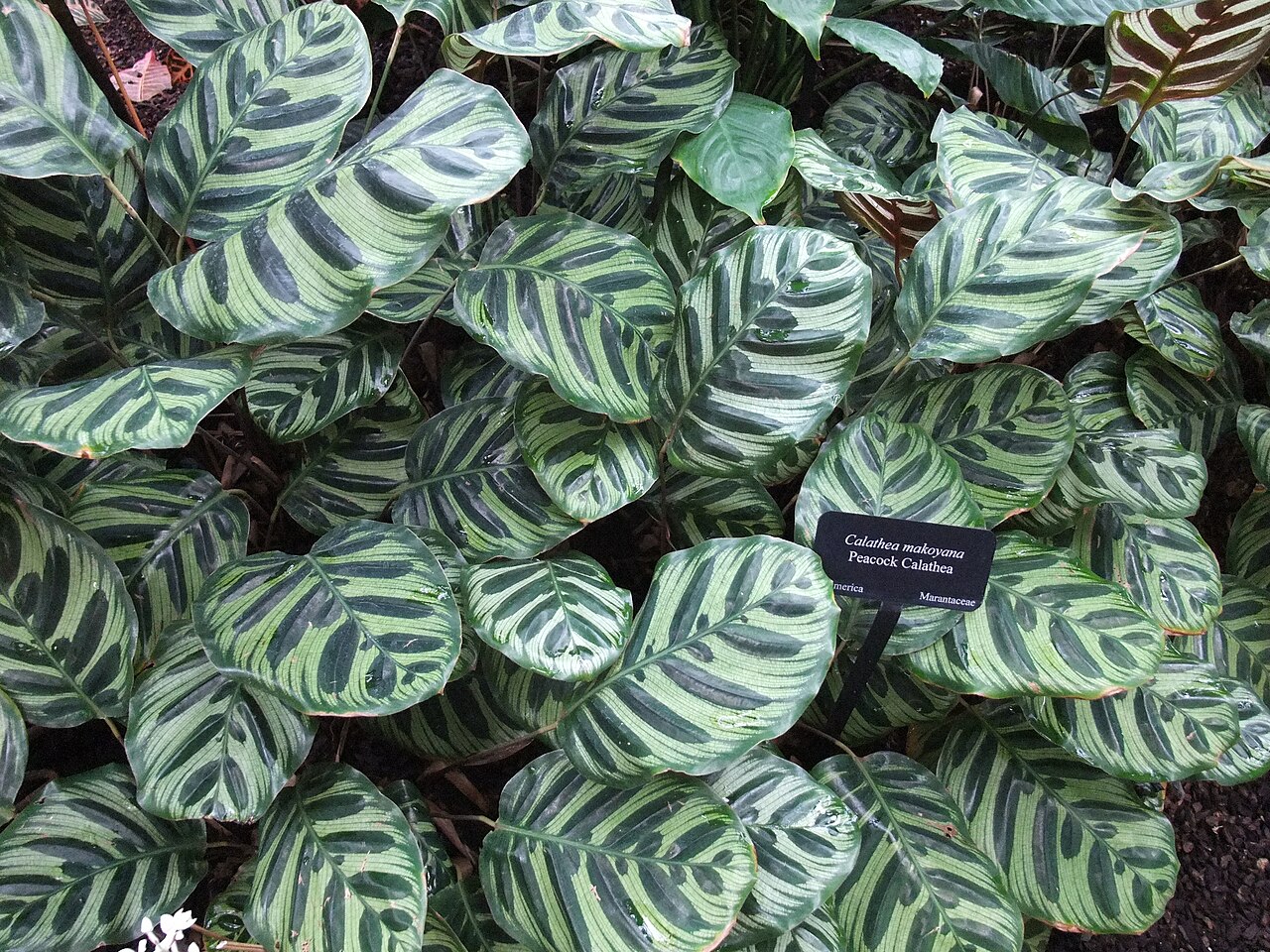 Starostlivosť o Calathea makoyana a detail kresby listov