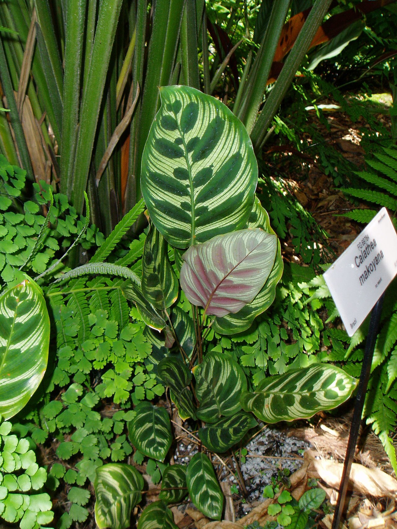 Calathea makoyana v interiéri na svetlom mieste