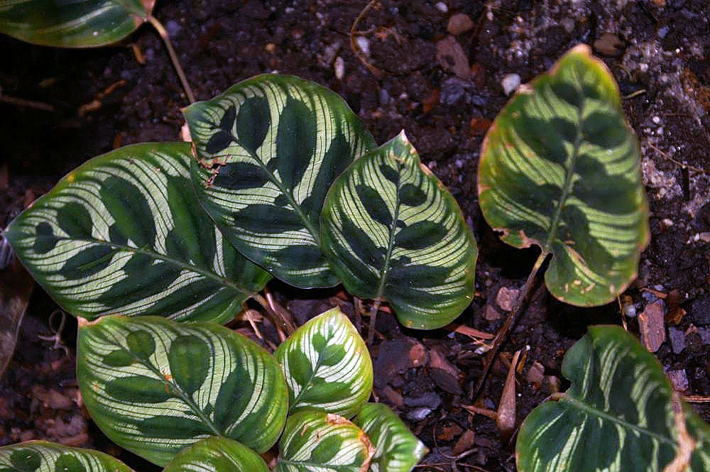 Detail listov rastliny Calathea makoyana s purpurovou spodnou stranou