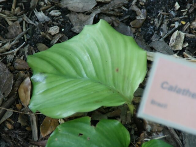 Starostlivosť o Calathea orbifolia a jej veľké pruhované listy