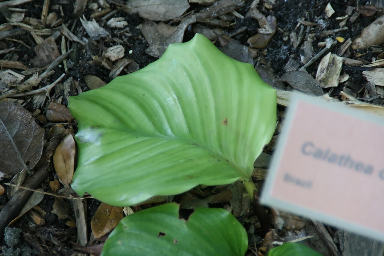 Starostlivosť o Calathea orbifolia a jej veľké pruhované listy