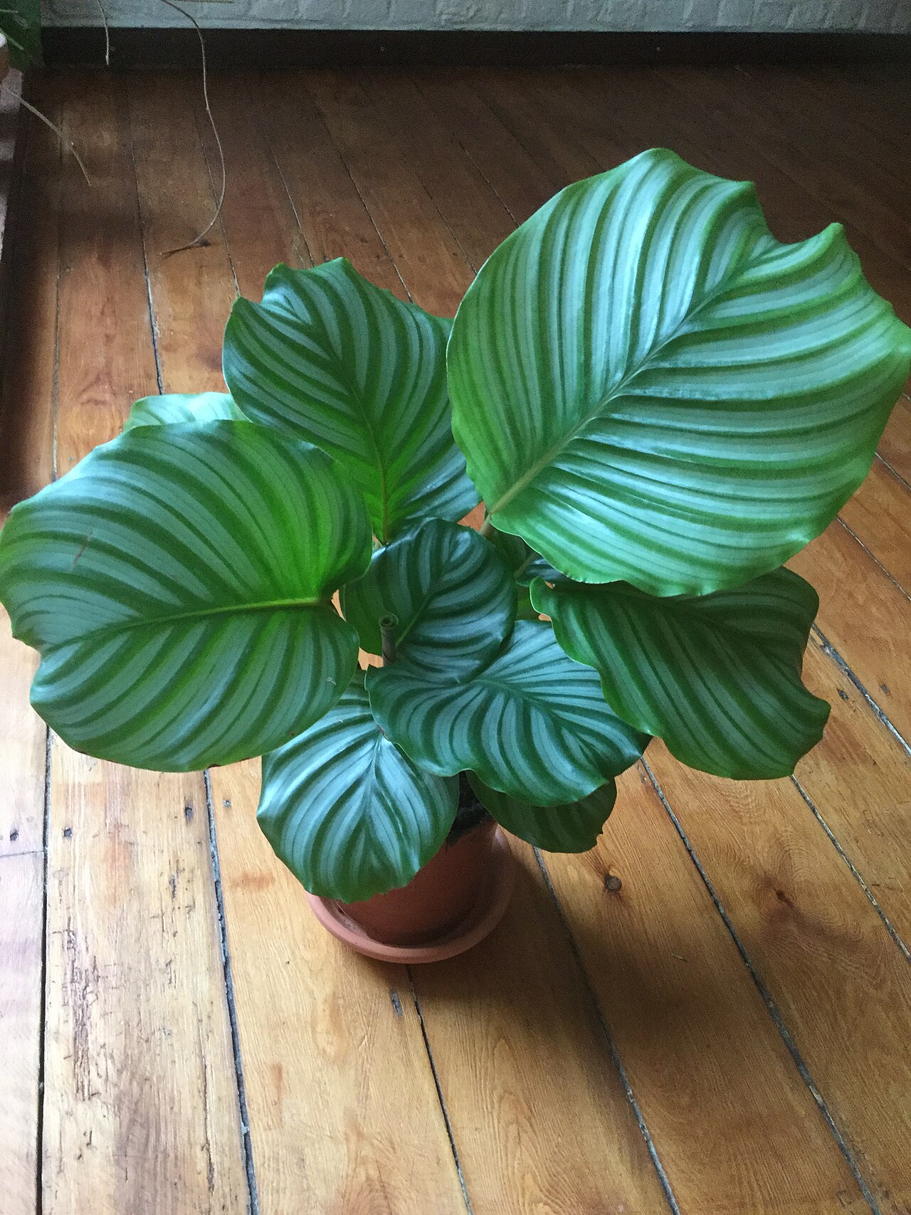 Detail listov rastliny Calathea orbifolia