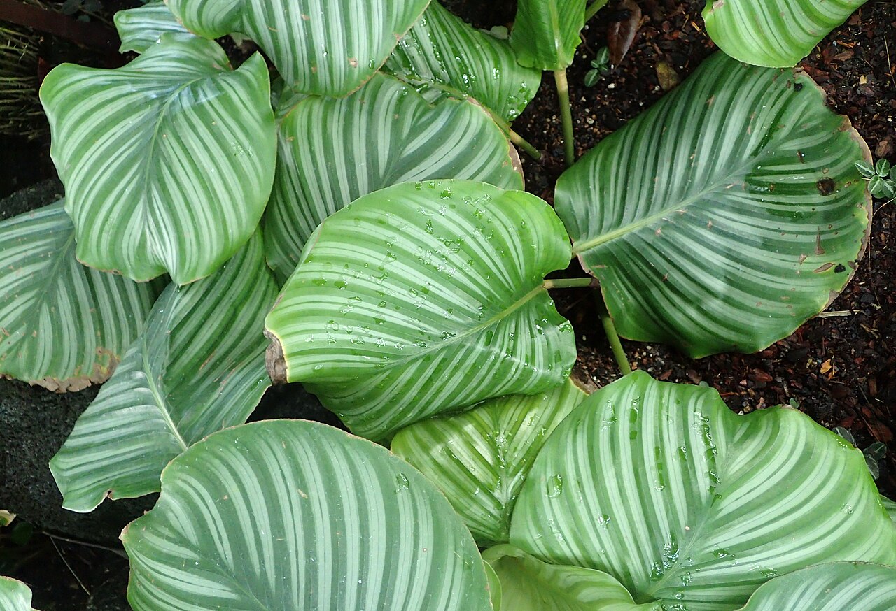 Calathea orbifolia ako izbová rastlina v interiéri