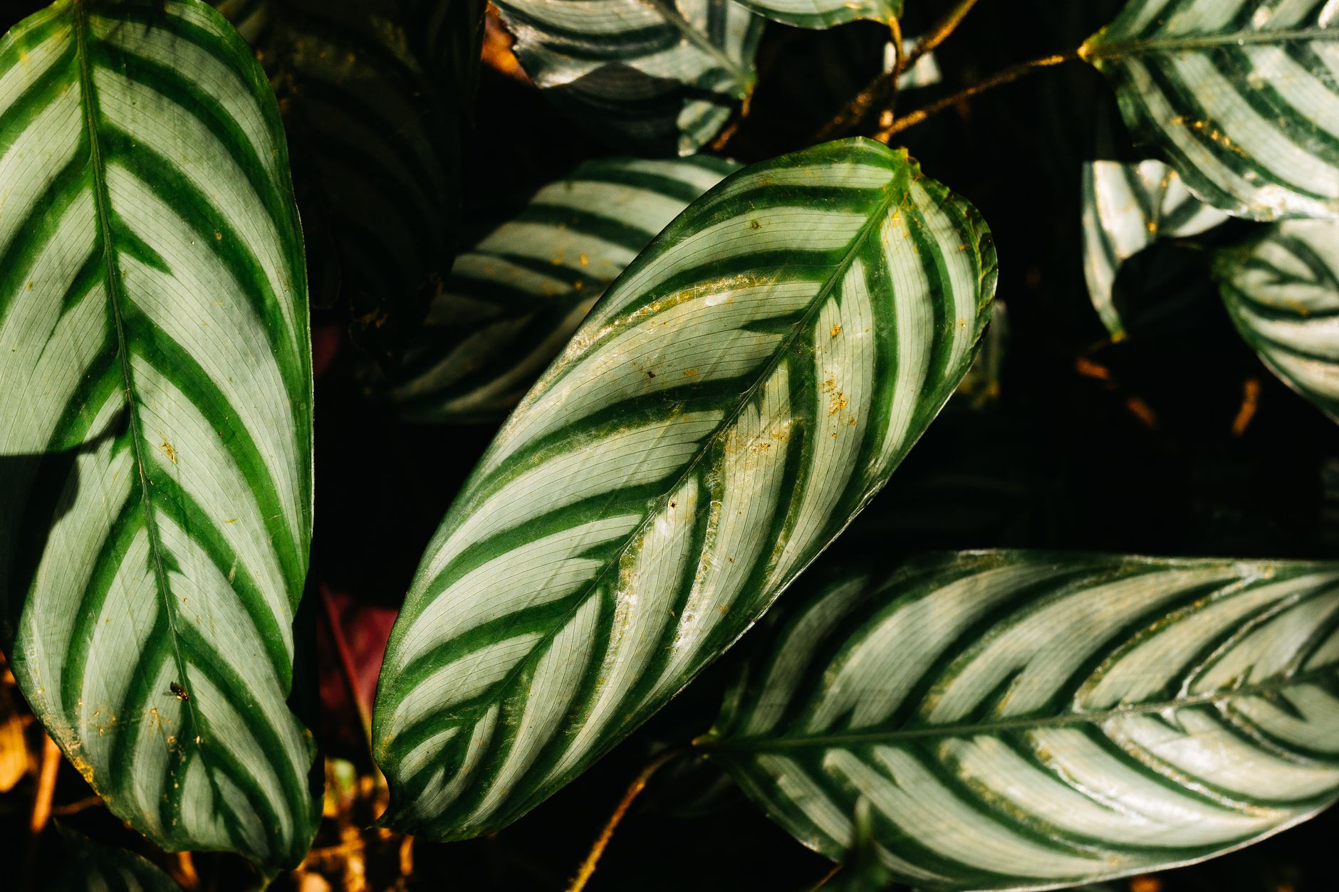 detail listov rastliny Calathea white fusion