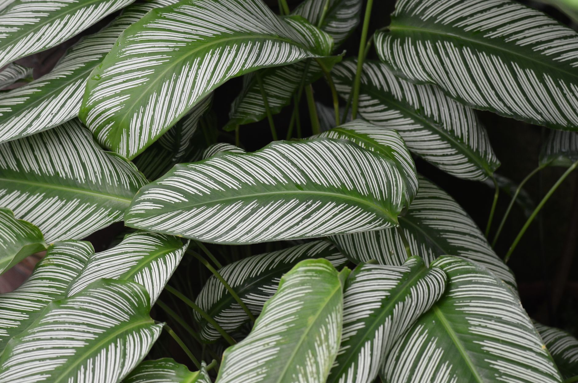 Calathea white fusion v interiéri na svetlom mieste