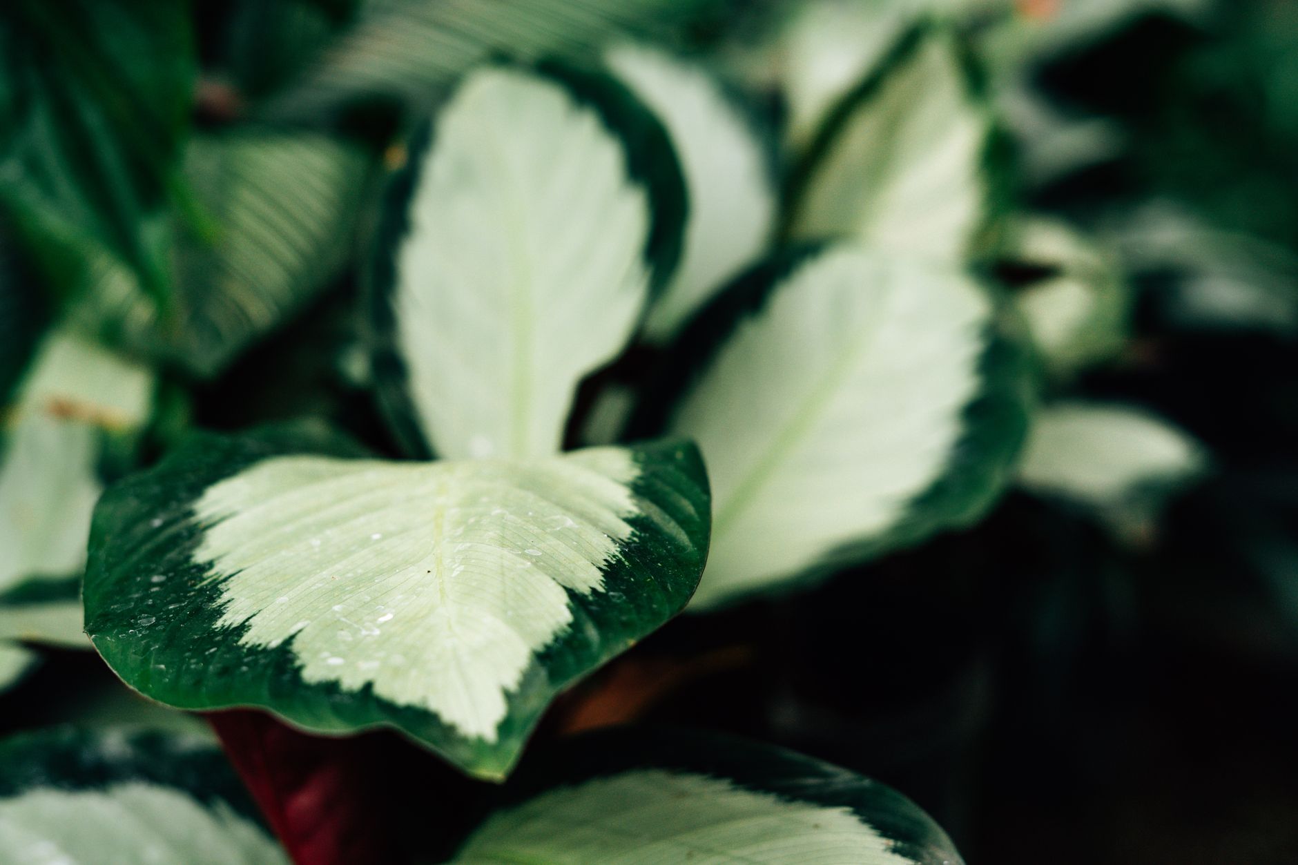 starostlivosť o Calathea white fusion a detail panašovaných listov