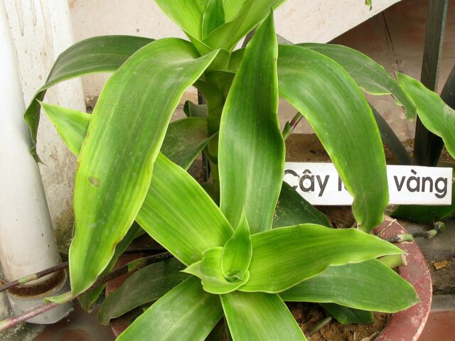 Starostlivosť o Callisia fragrans a vzhľad listov v detailnom zábere