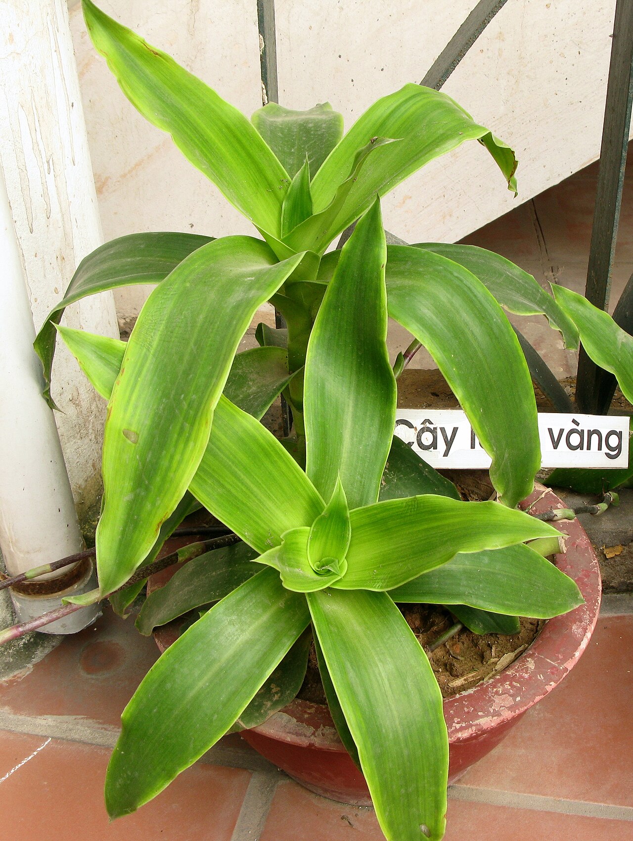 Starostlivosť o Callisia fragrans a vzhľad listov v detailnom zábere