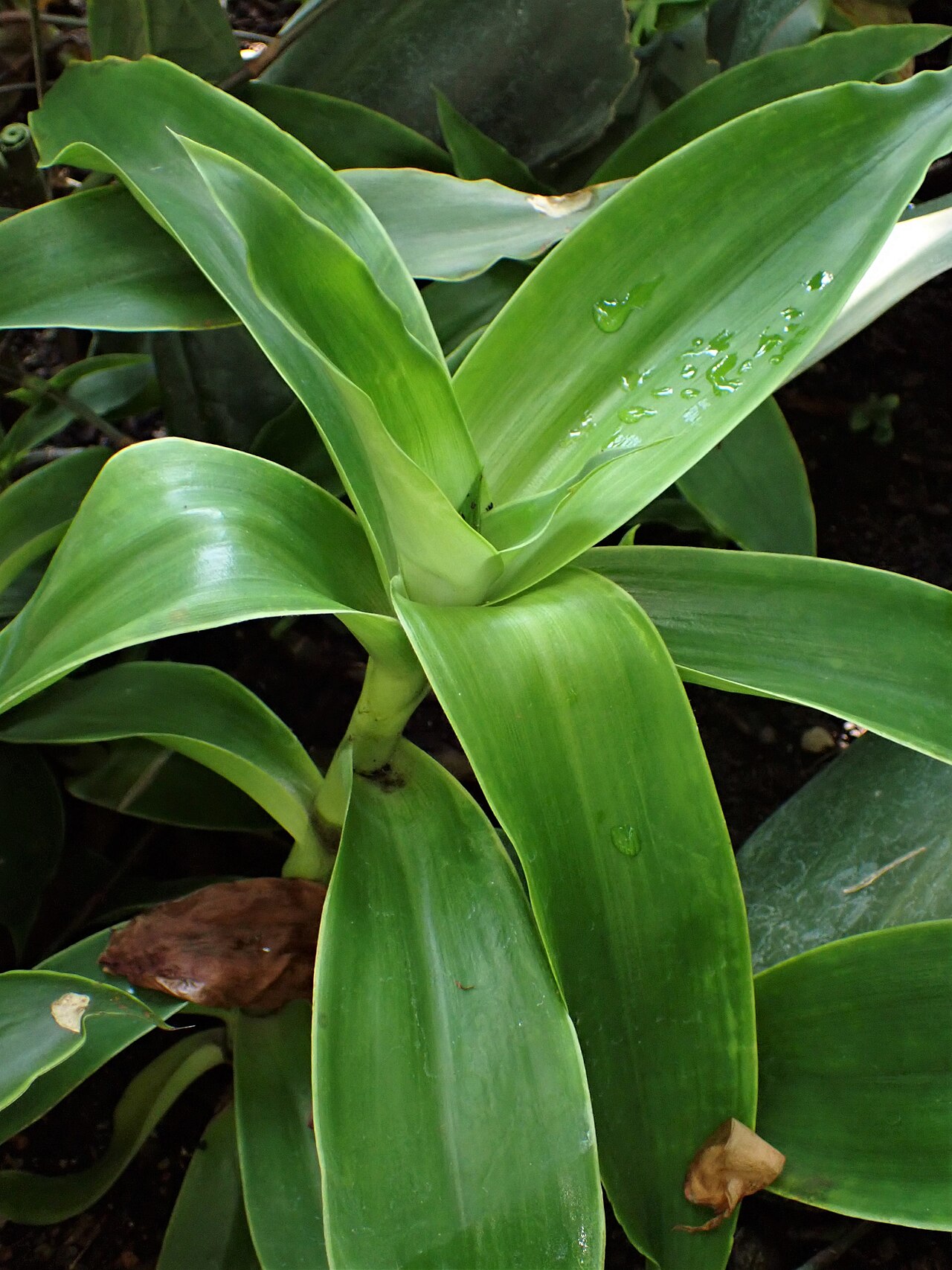 Callisia fragrans v kvetináči na svetlom stanovišti