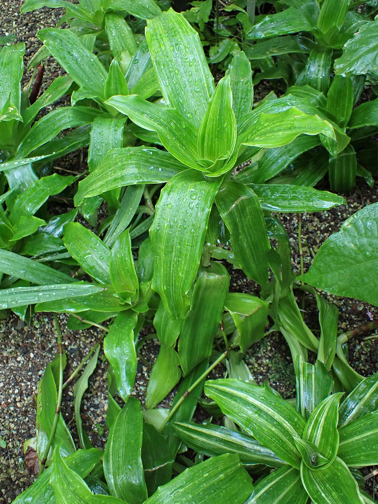 Detail dužinatých listov rastliny Callisia fragrans