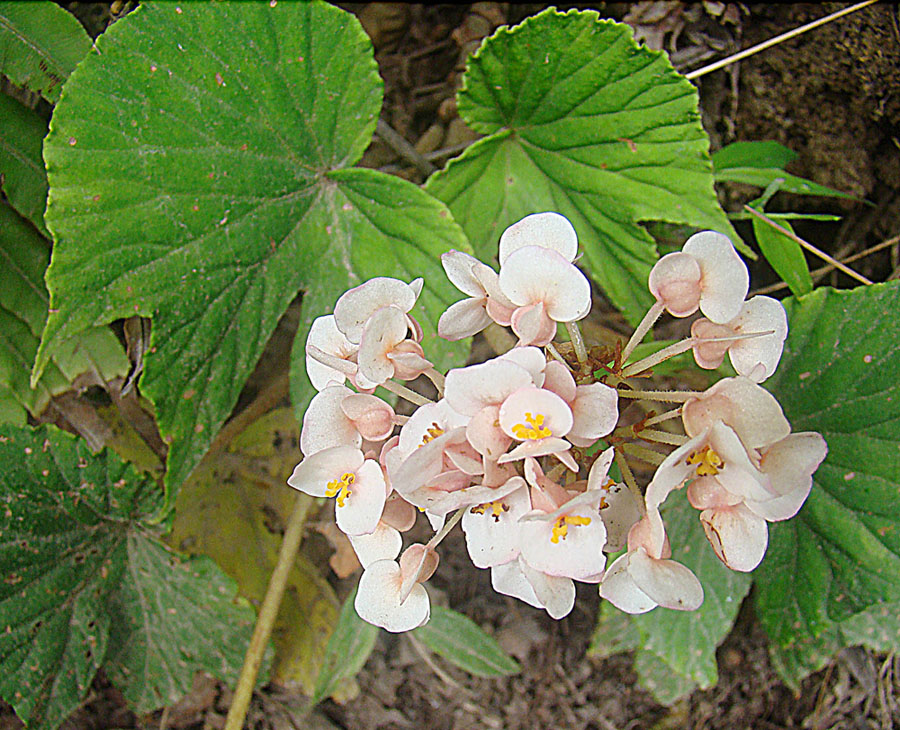 Detail listov rastliny Cane begonia so škvrnitou kresbou