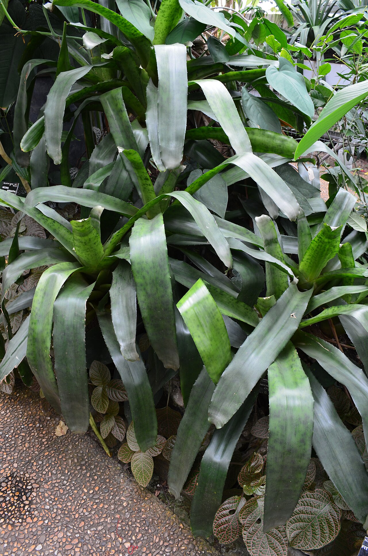 Canistrum fragrans pestovanie v interiéri