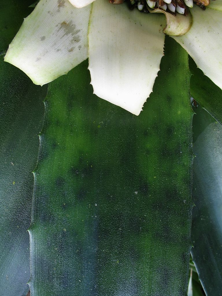 Detail listov rastliny Canistrum fragrans