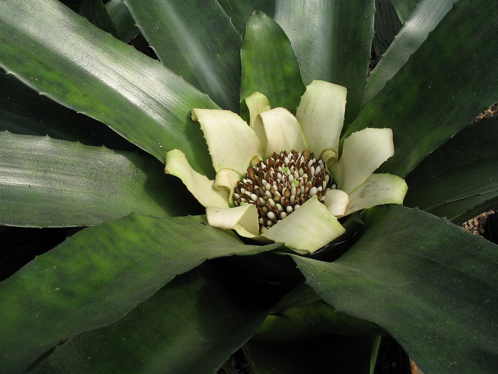 Canistrum fragrans ako epifytná bromélia