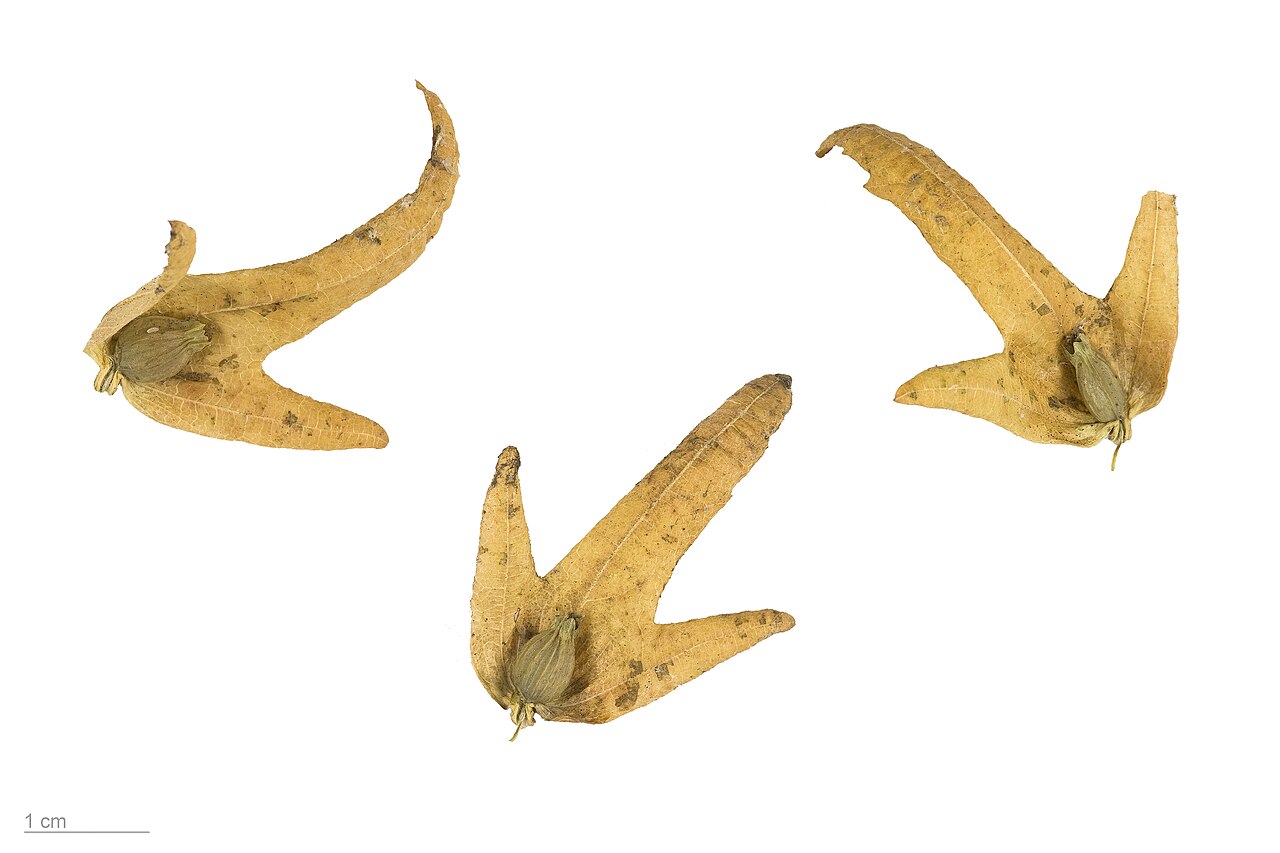 Carpinus betulus pestovanie v nádobe na svetlom stanovišti