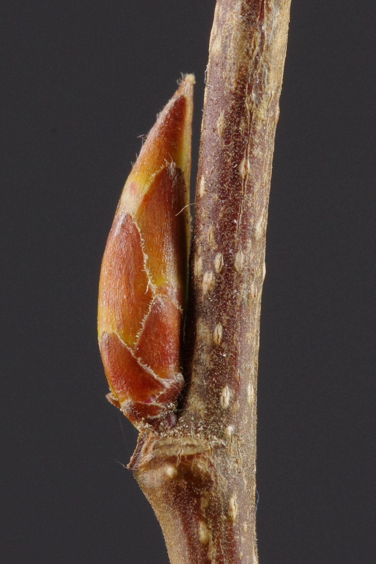 Detail listov rastliny Carpinus betulus