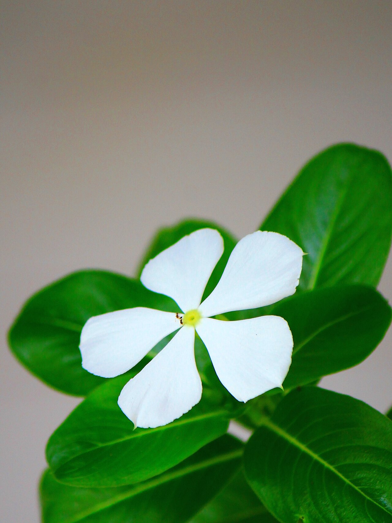Starostlivosť o Catharanthus albus na svetlom stanovišti