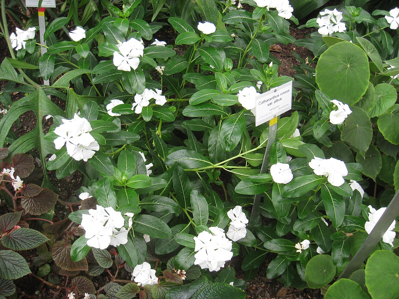 Catharanthus albus s bielymi kvetmi v kvetináči