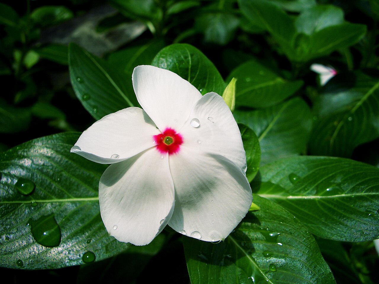 Lesklé tmavozelené listy rastliny Catharanthus albus