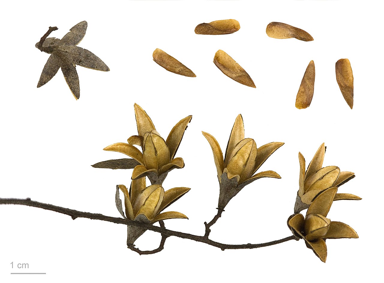 Starostlivosť o Cedrela sinensis v interiéri