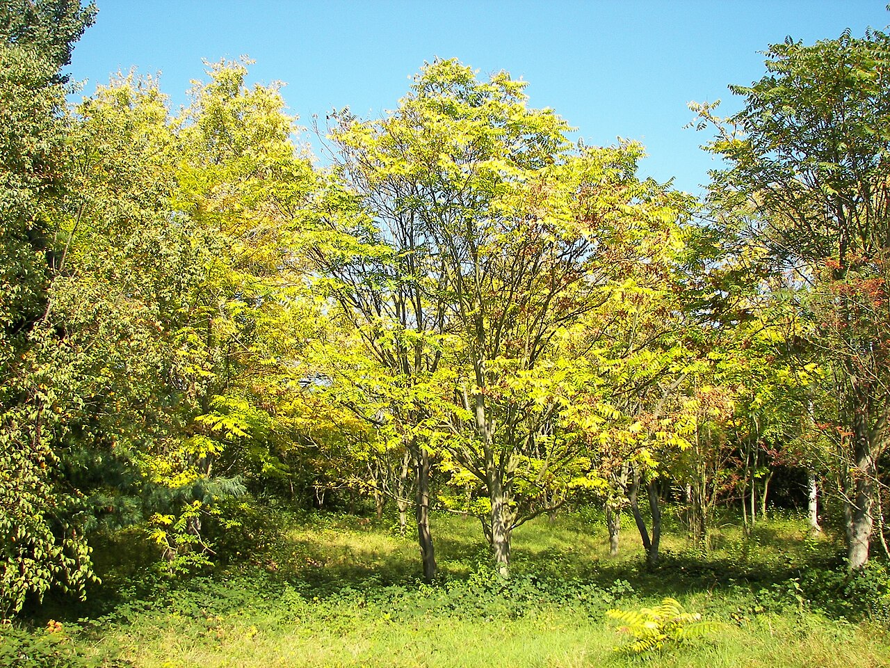 Mladá Cedrela sinensis s perovitými listami