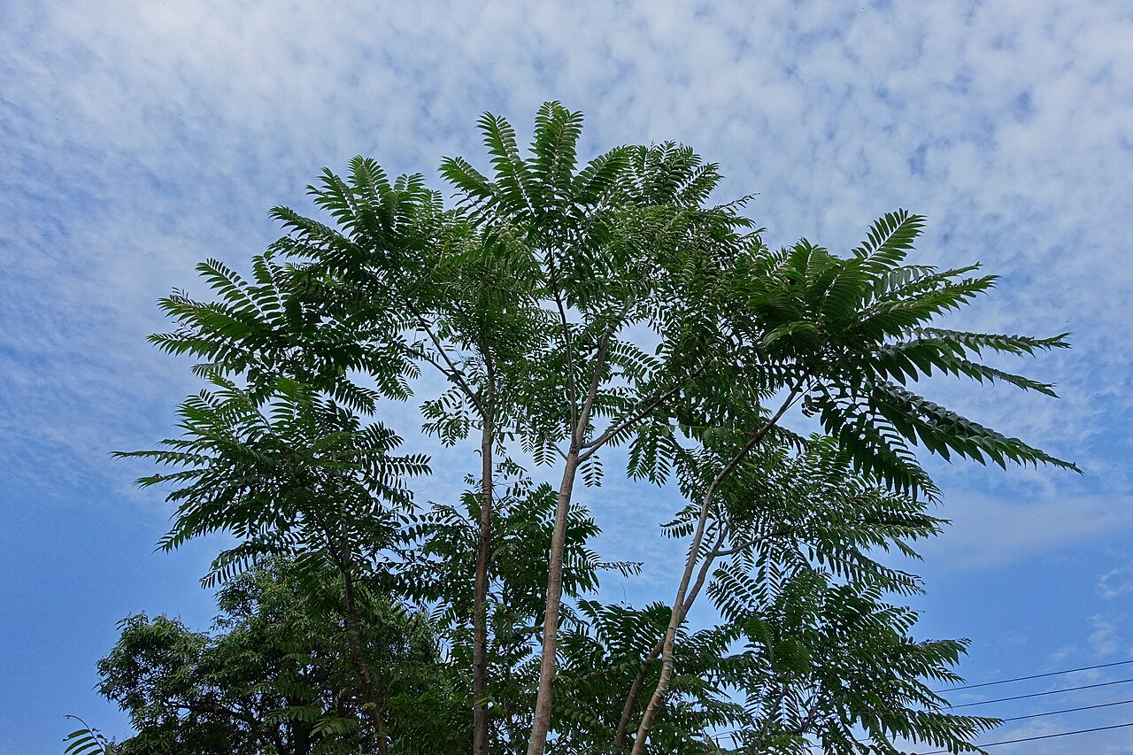 Detail listov rastliny Cedrela sinensis