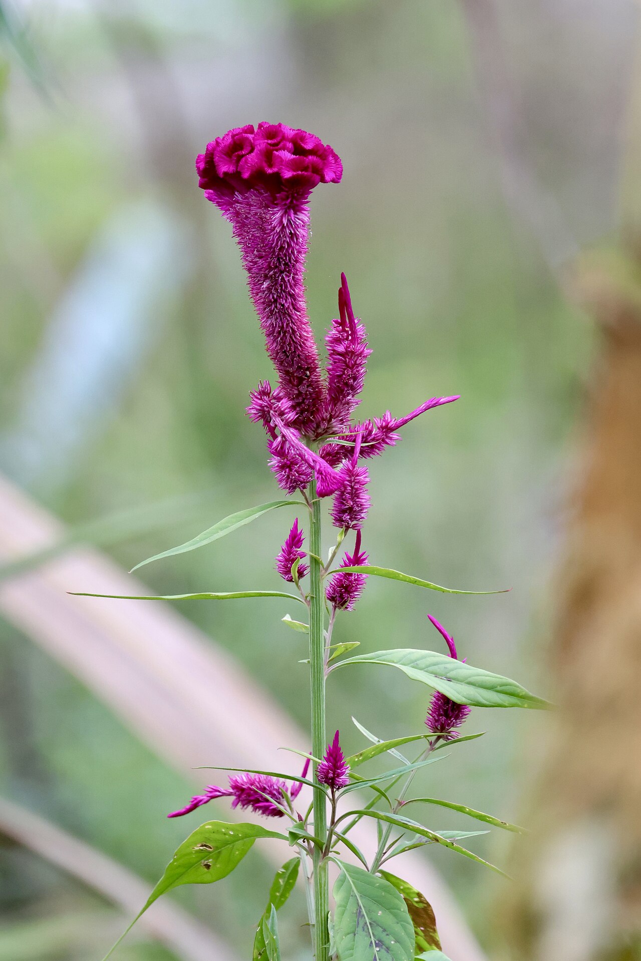 Celosia argentea pestovaná na svetlom stanovišti