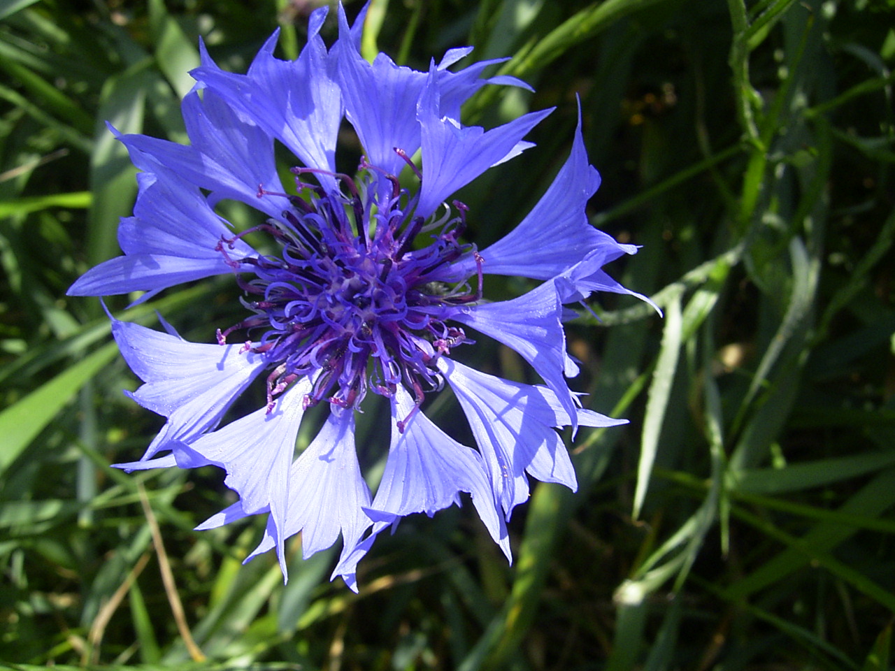 Starostlivosť o Centaurea cyanus a detail modrého kvetu