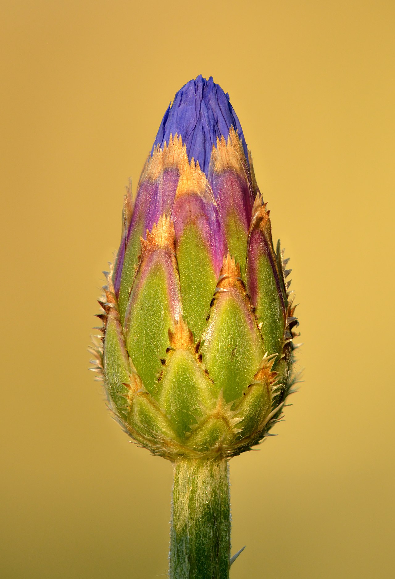 Centaurea cyanus pestovaná v kvetináči na svetlom mieste