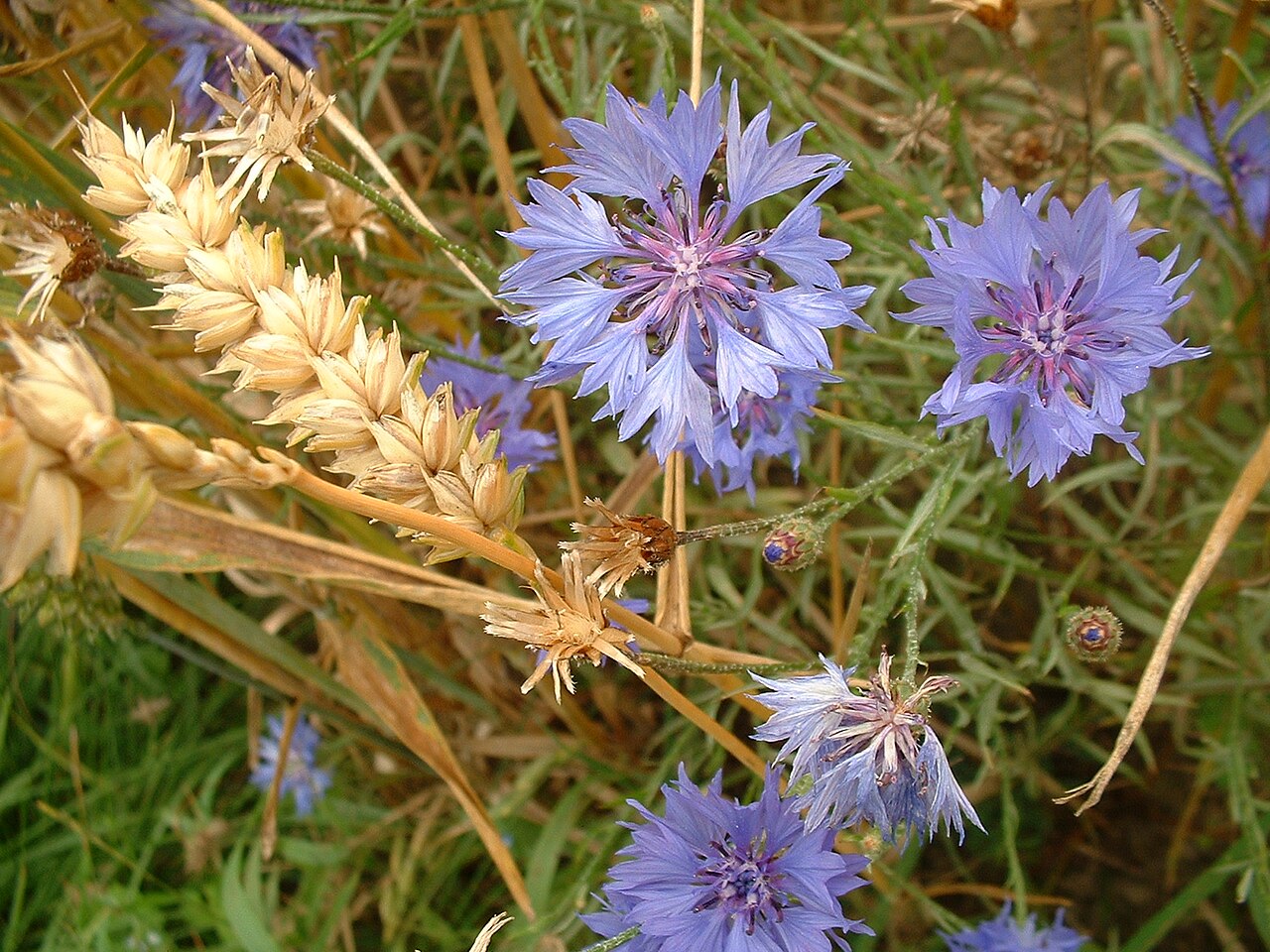 Detail kvetu Centaurea cyanus so sýtomodrými lupienkami