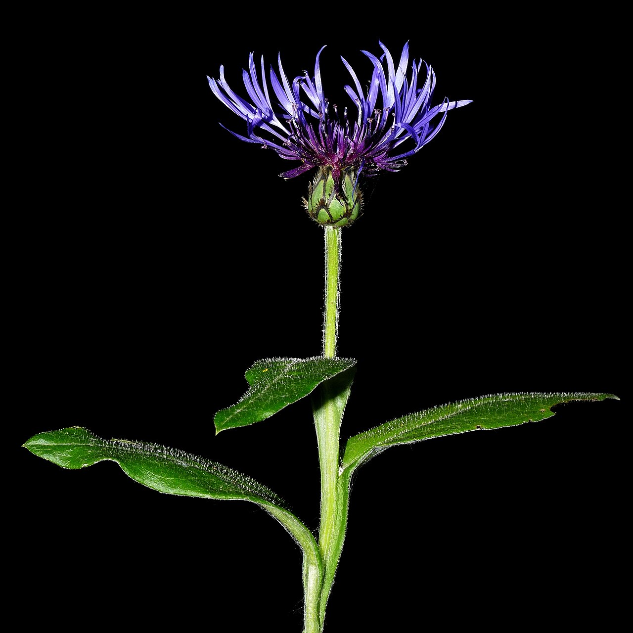 Starostlivosť o Centaurea montana a detail modrého kvetu
