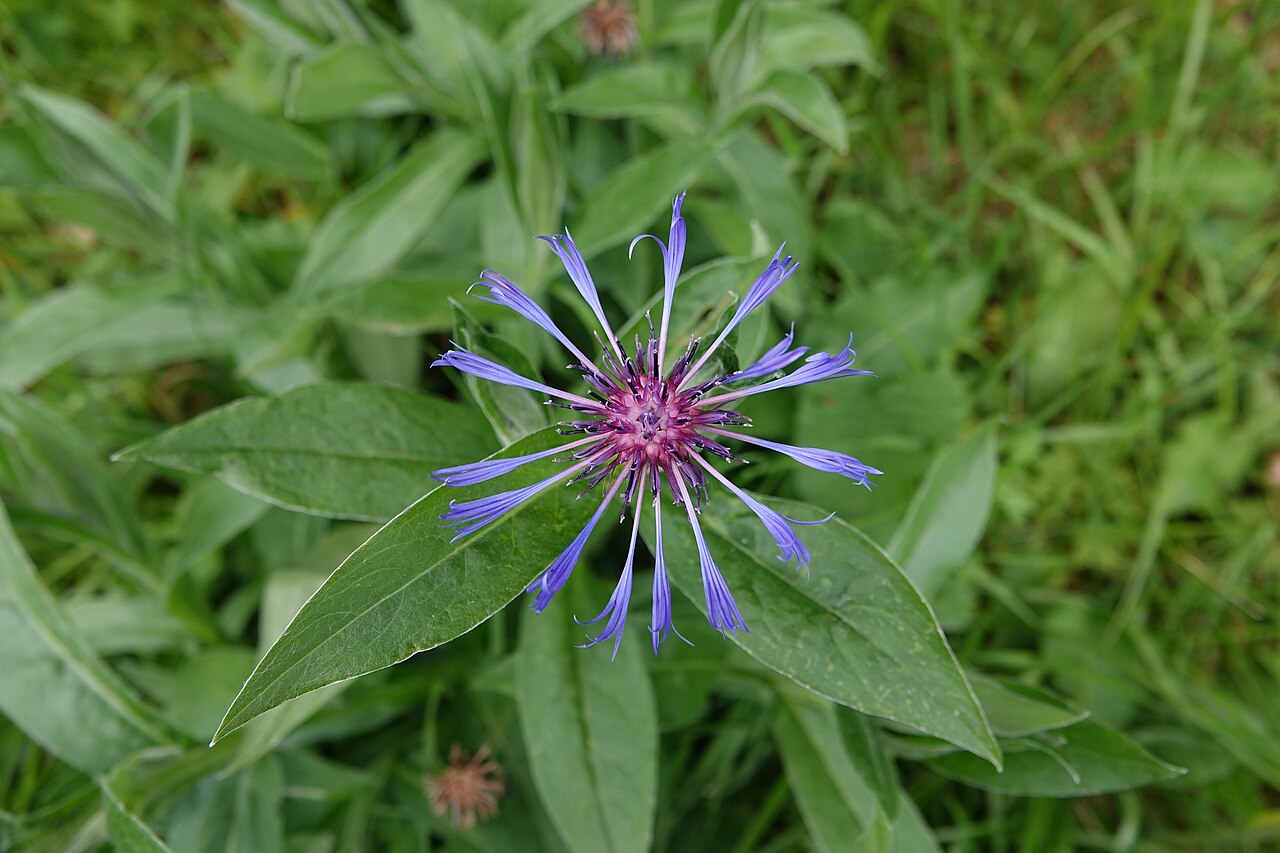 Centaurea montana pestovaná v kvetináči na svetlom mieste
