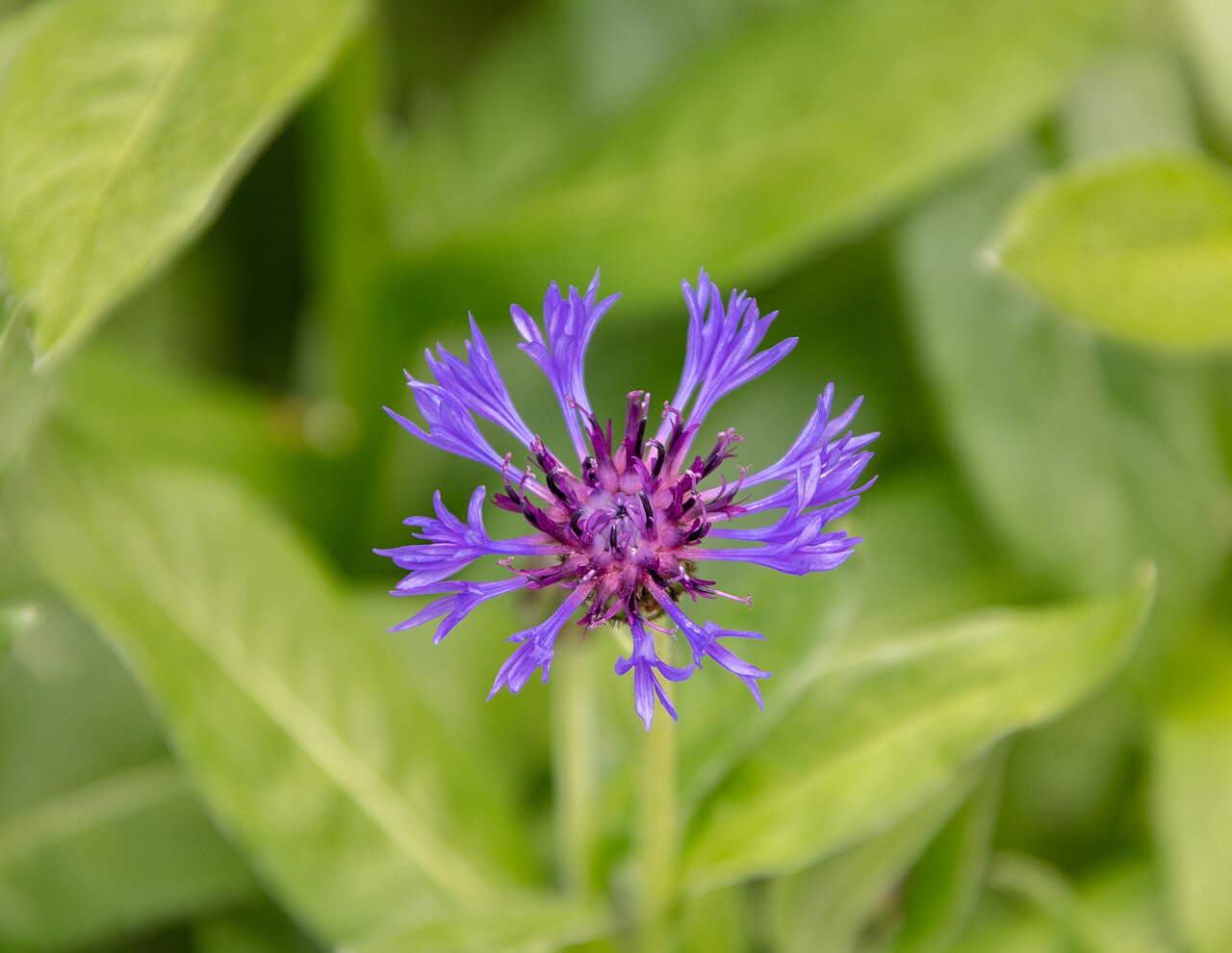 Detail listov a kvetov rastliny Centaurea montana
