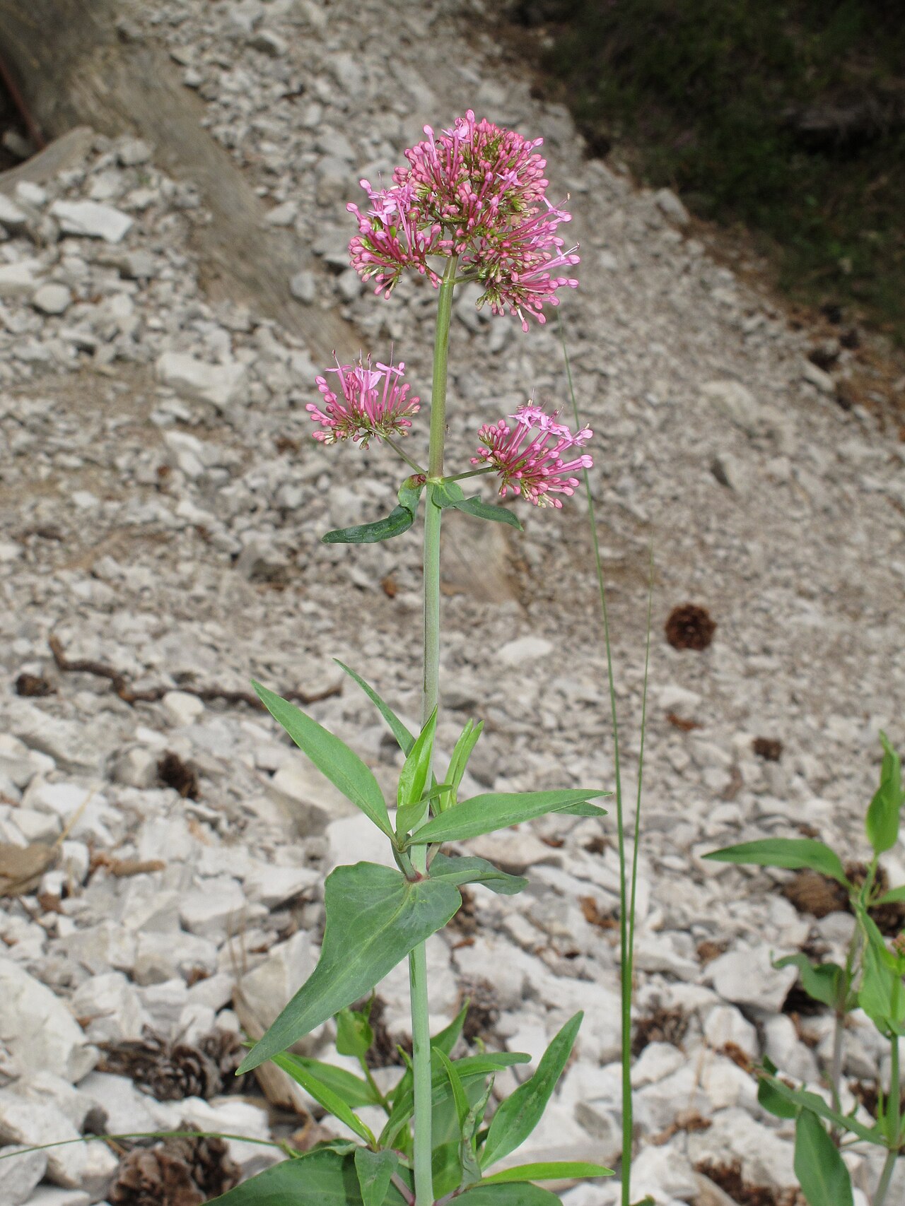 Centranthus ruber pestovaný v kvetináči na slnečnom mieste