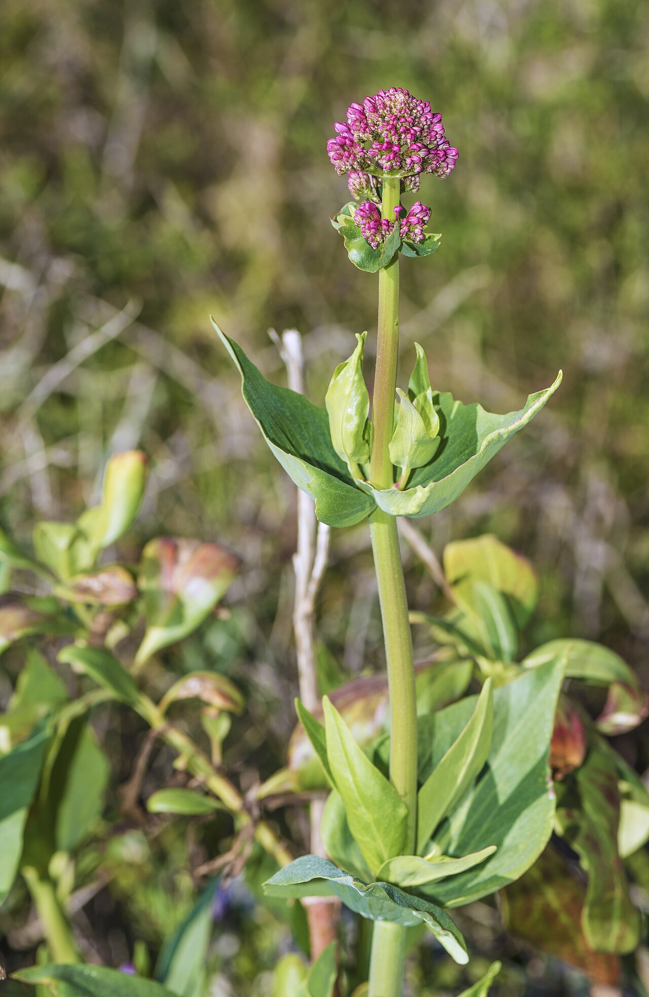 Kvitnúci Centranthus ruber s ružovočervenými súkvetiami