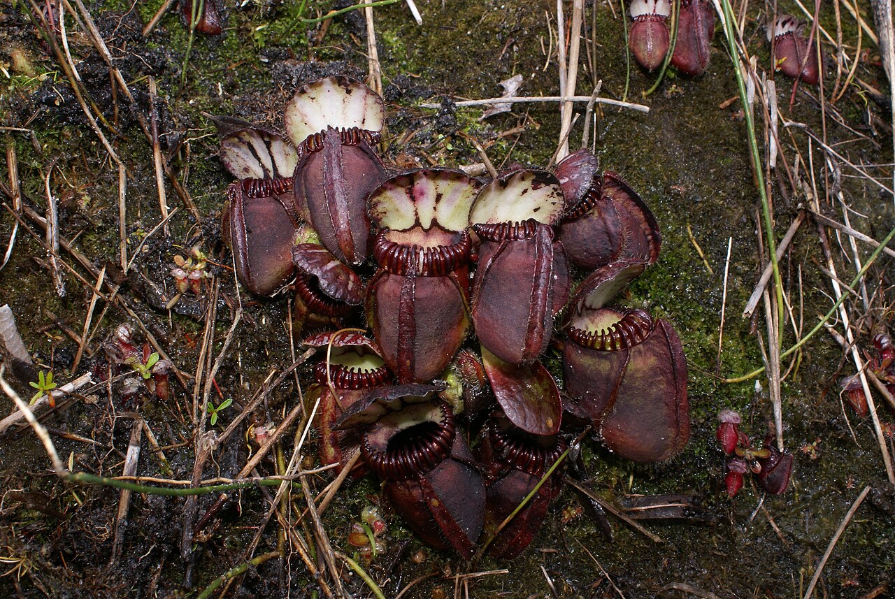 Cephalotus follicularis pestovanie v domácom teráriu