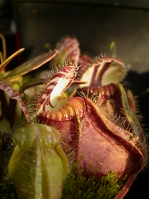 Detail pascí rastliny Cephalotus follicularis
