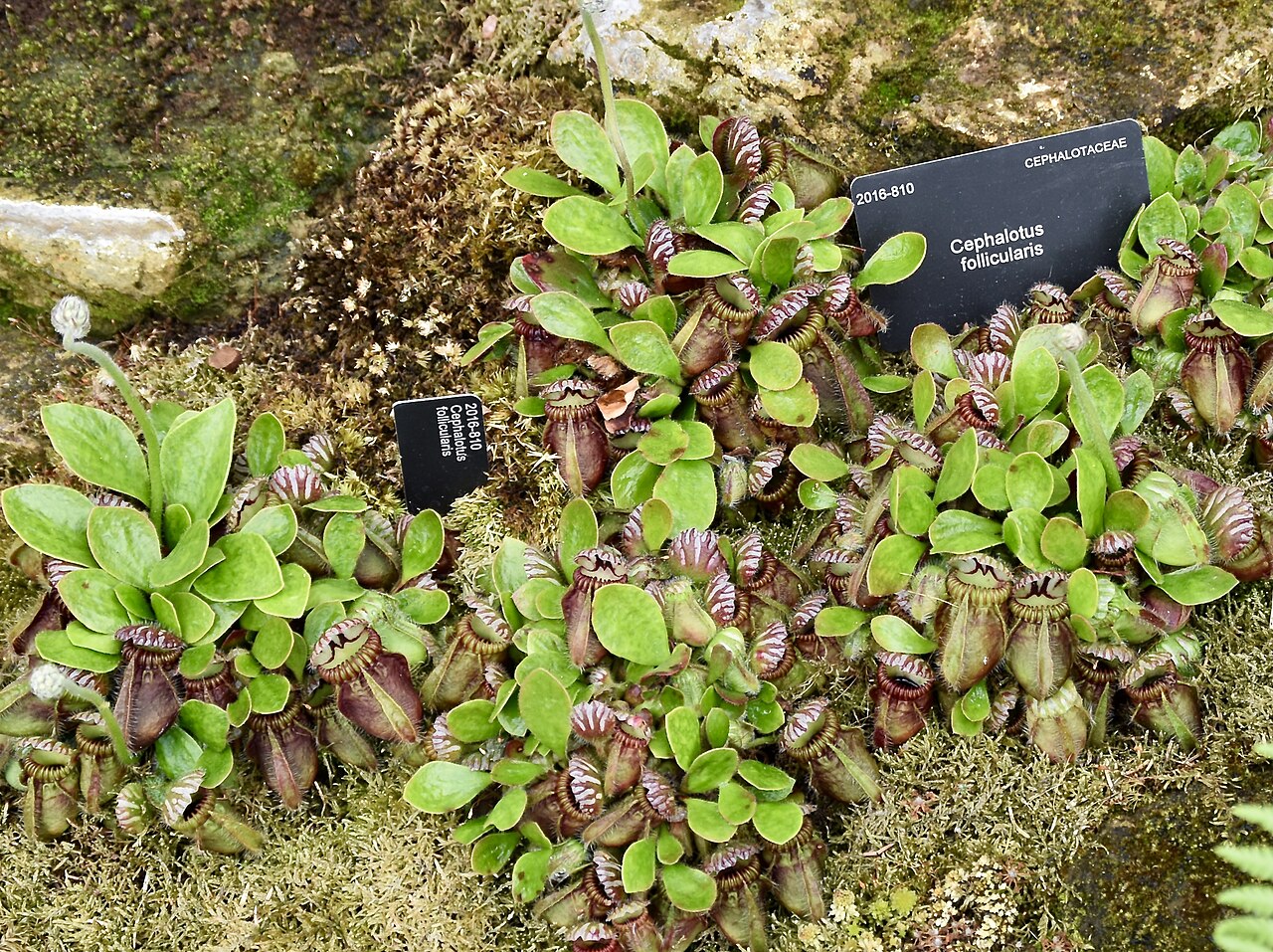Cephalotus follicularis v kvetináči na svetlom stanovišti
